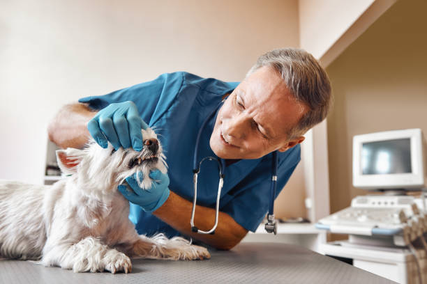 Best Same-Day Emergency Dentist in Fort Mohave, AZ